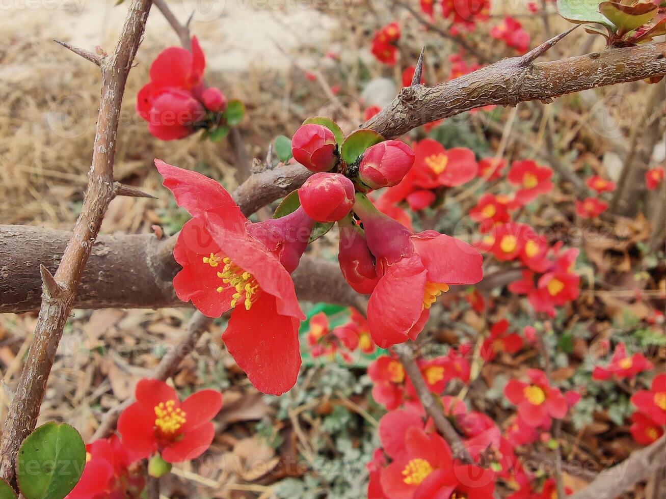 Colorful array of Chinese Quince Chaenomeles speciosa blossoms in a peaceful setting. photo