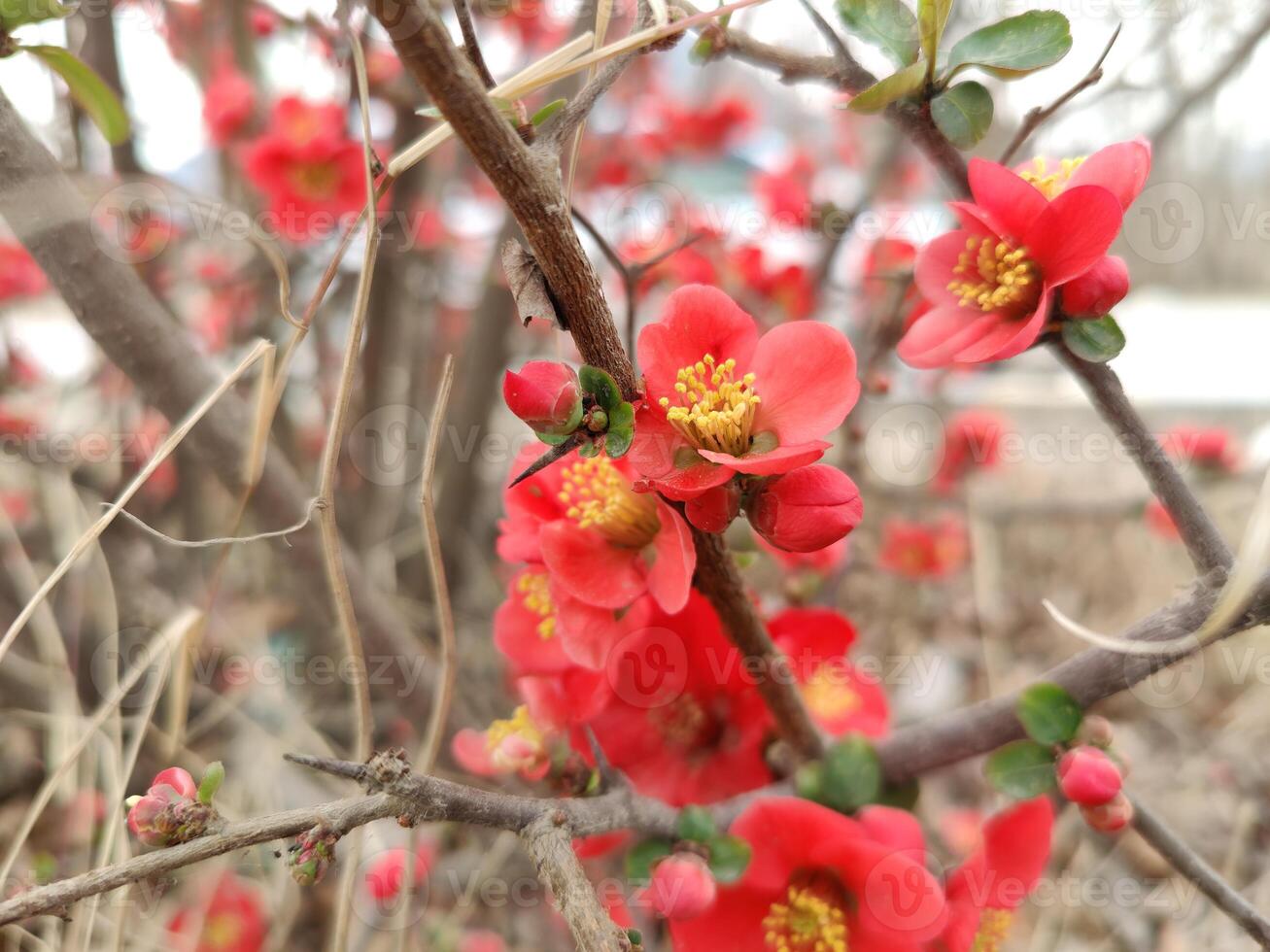 Lovely arrangement of Chinese Quince Chaenomeles speciosa under soft morning light. photo