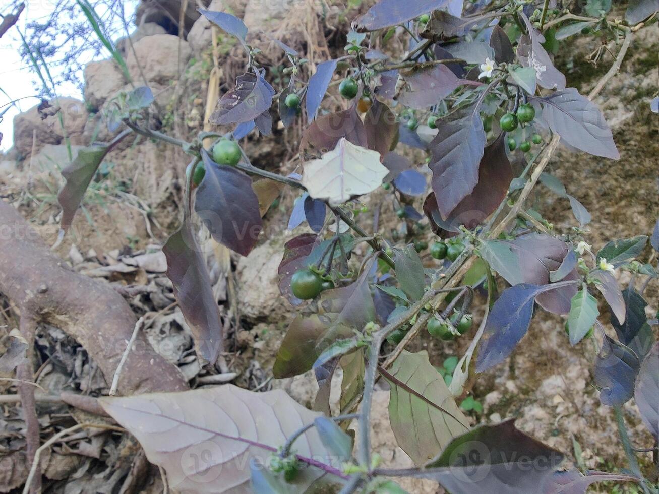 A plant with green leaves and purple berries photo