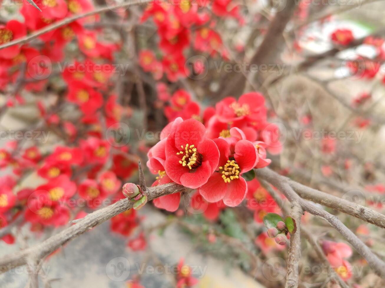 Vibrant bloom of Chinese Quince Chaenomeles speciosa captured in lush natural surroundings. photo