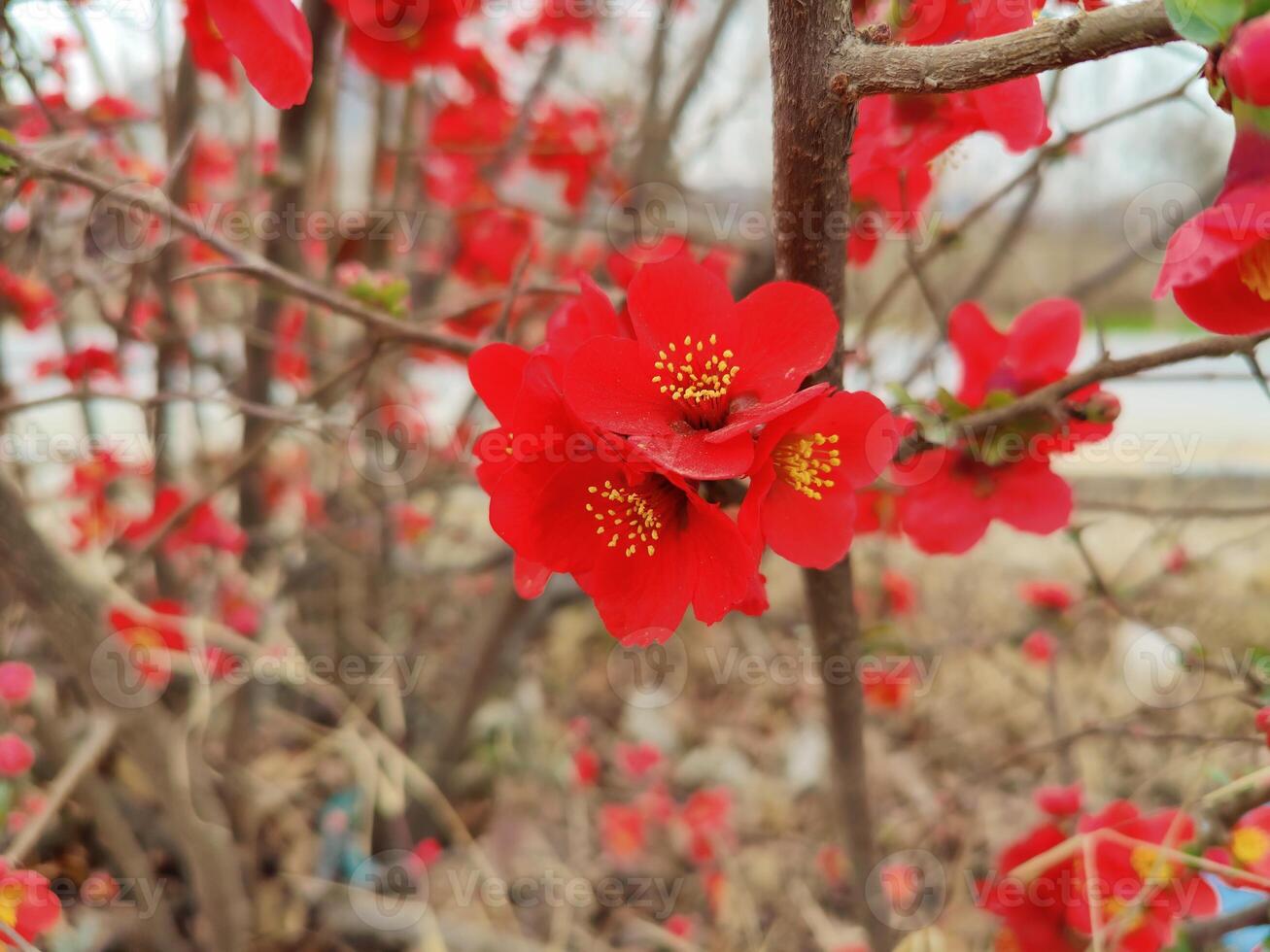 Red flowers are blooming on a bush in the spring photo