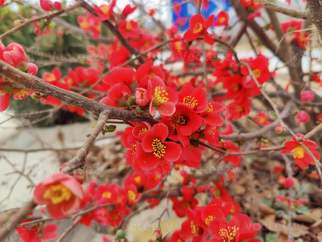 A red flower with yellow centers is blooming photo