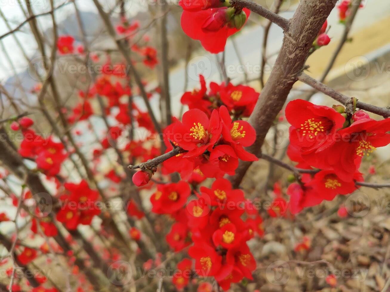Red flowers on a bush in the middle of the day photo