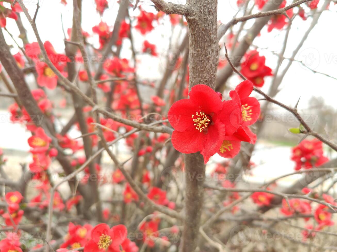 Red flowers are blooming on a bush photo