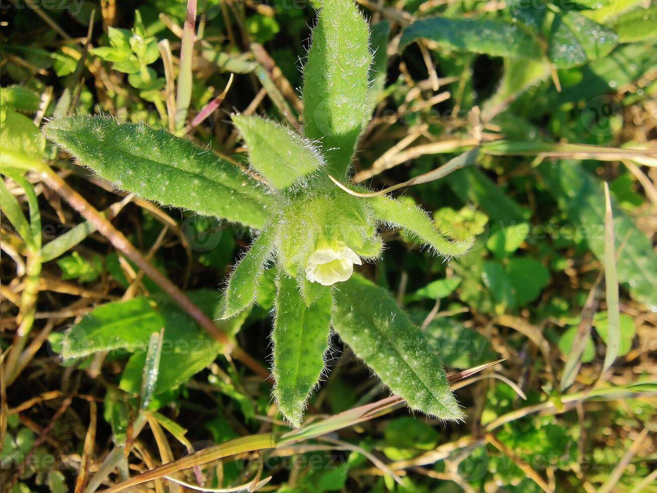 A small flower with green leaves and a small stem photo