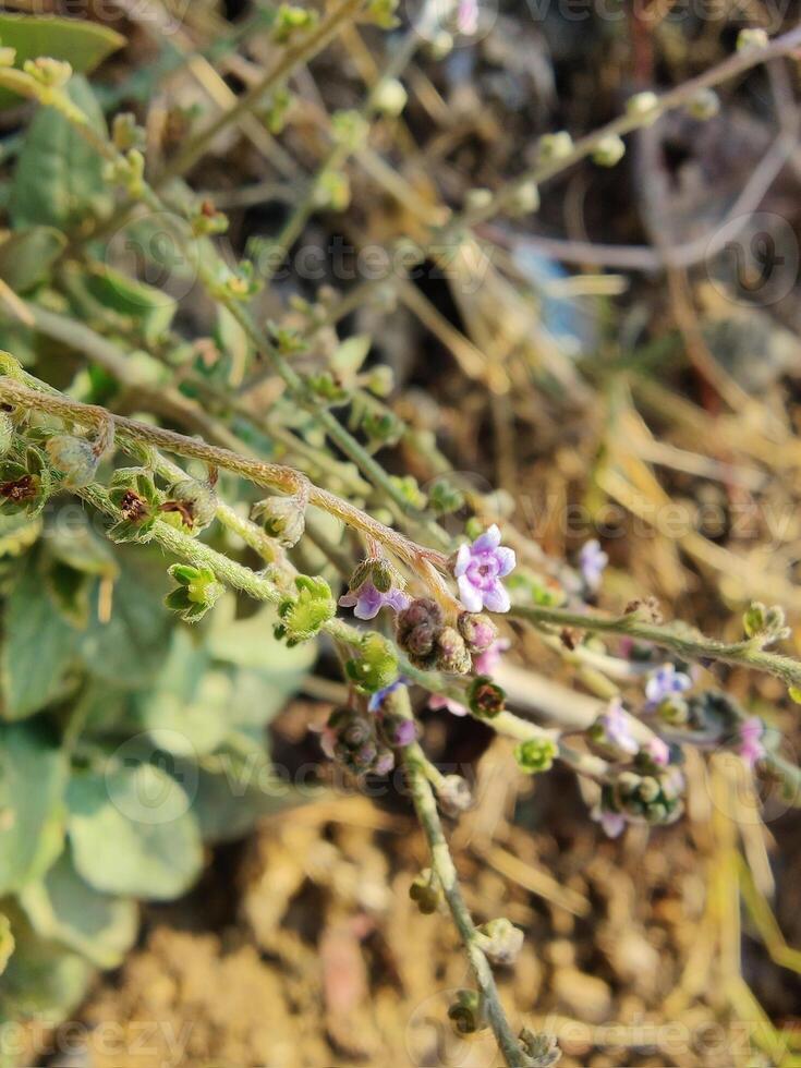 A plant with small purple flowers and green stems photo