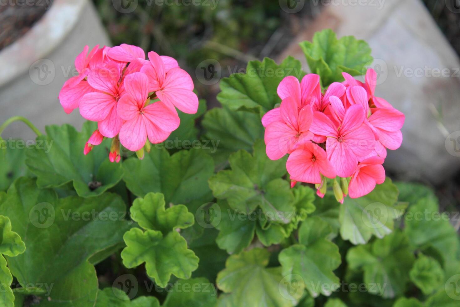 A close up of some pink flowers in a garden photo