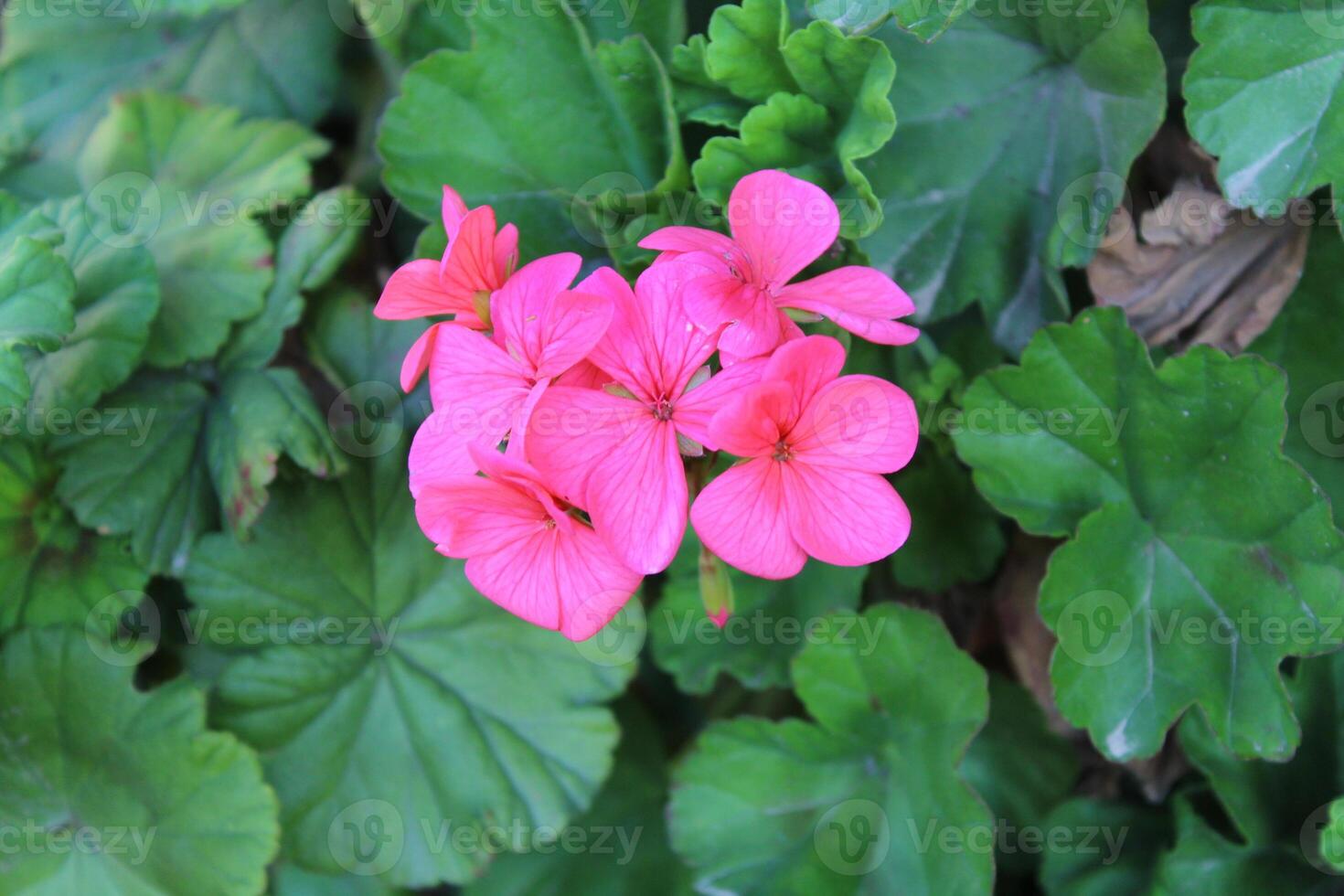 A pink flower is growing among green leaves photo