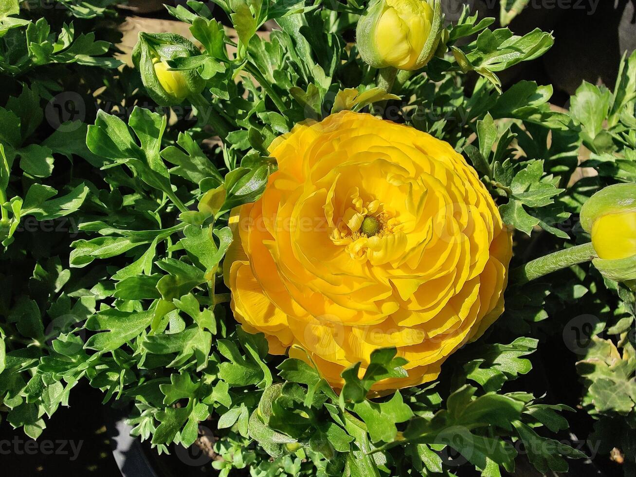 Bunch of colorful Ranunculus Persian Buttercup blooms on display,. photo