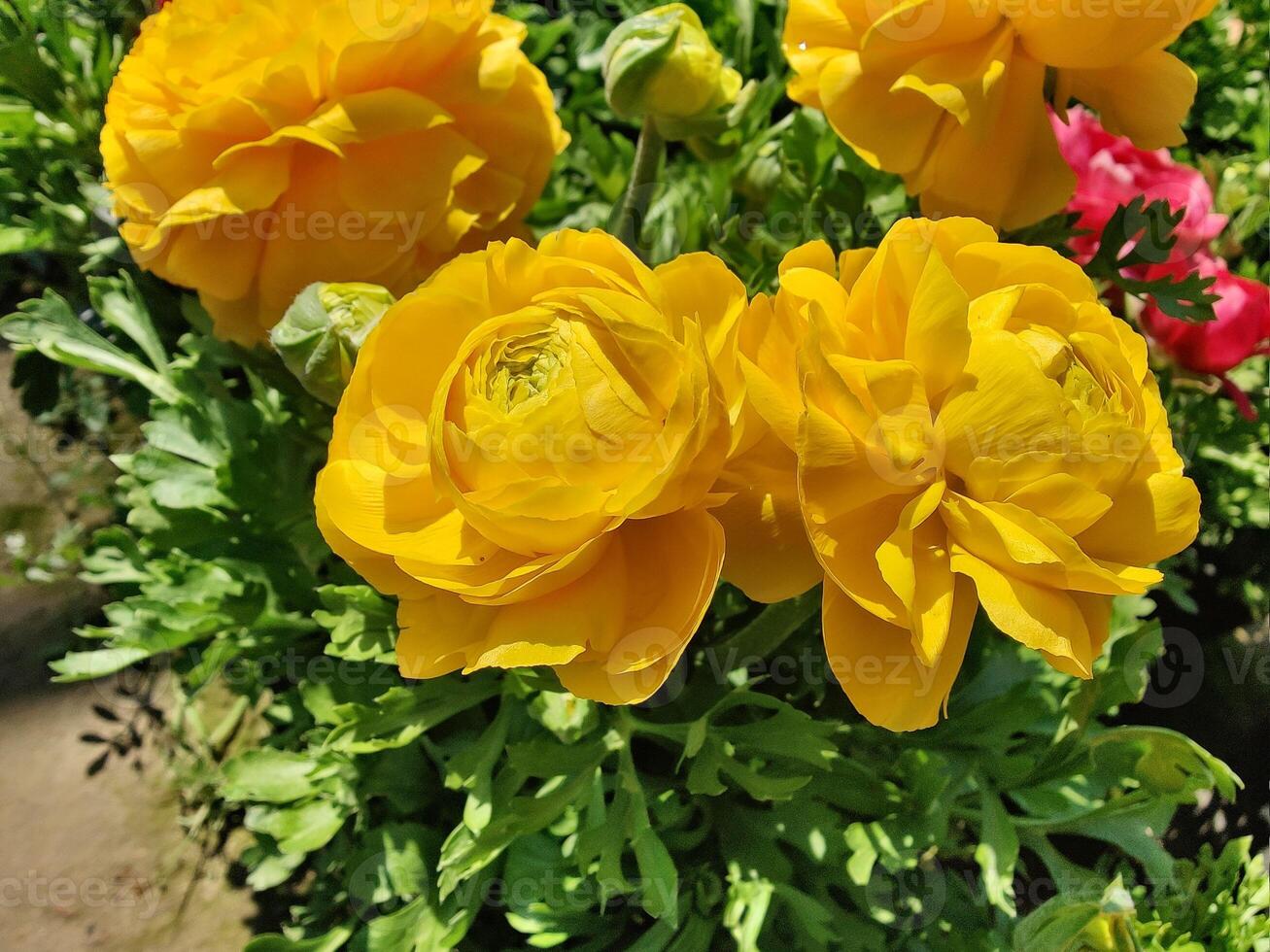 Perfect arrangement of Ranunculus Persian Buttercup flowers in natural harmony photo