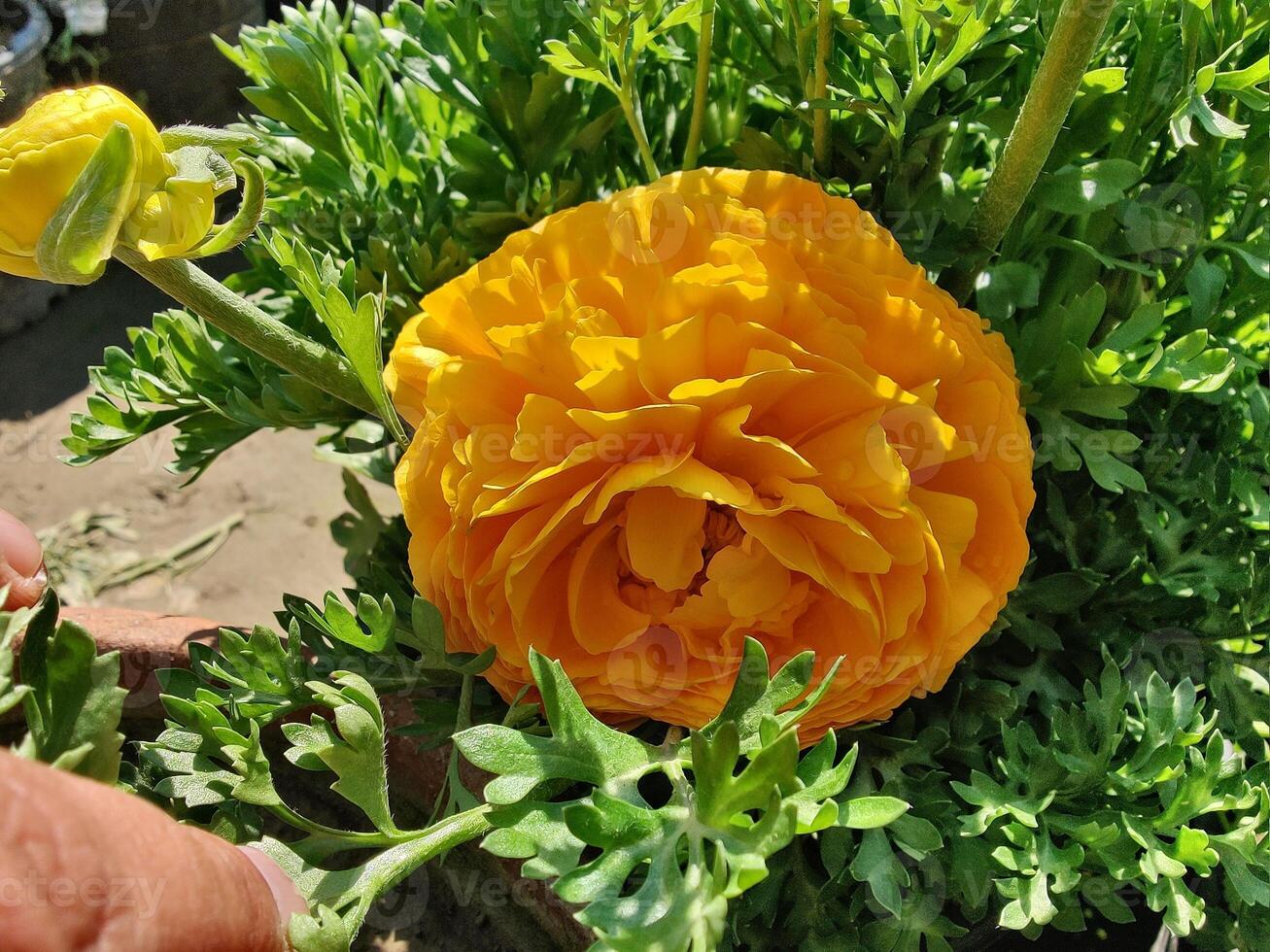 Single Ranunculus Persian Buttercup flower captured with elegance photo