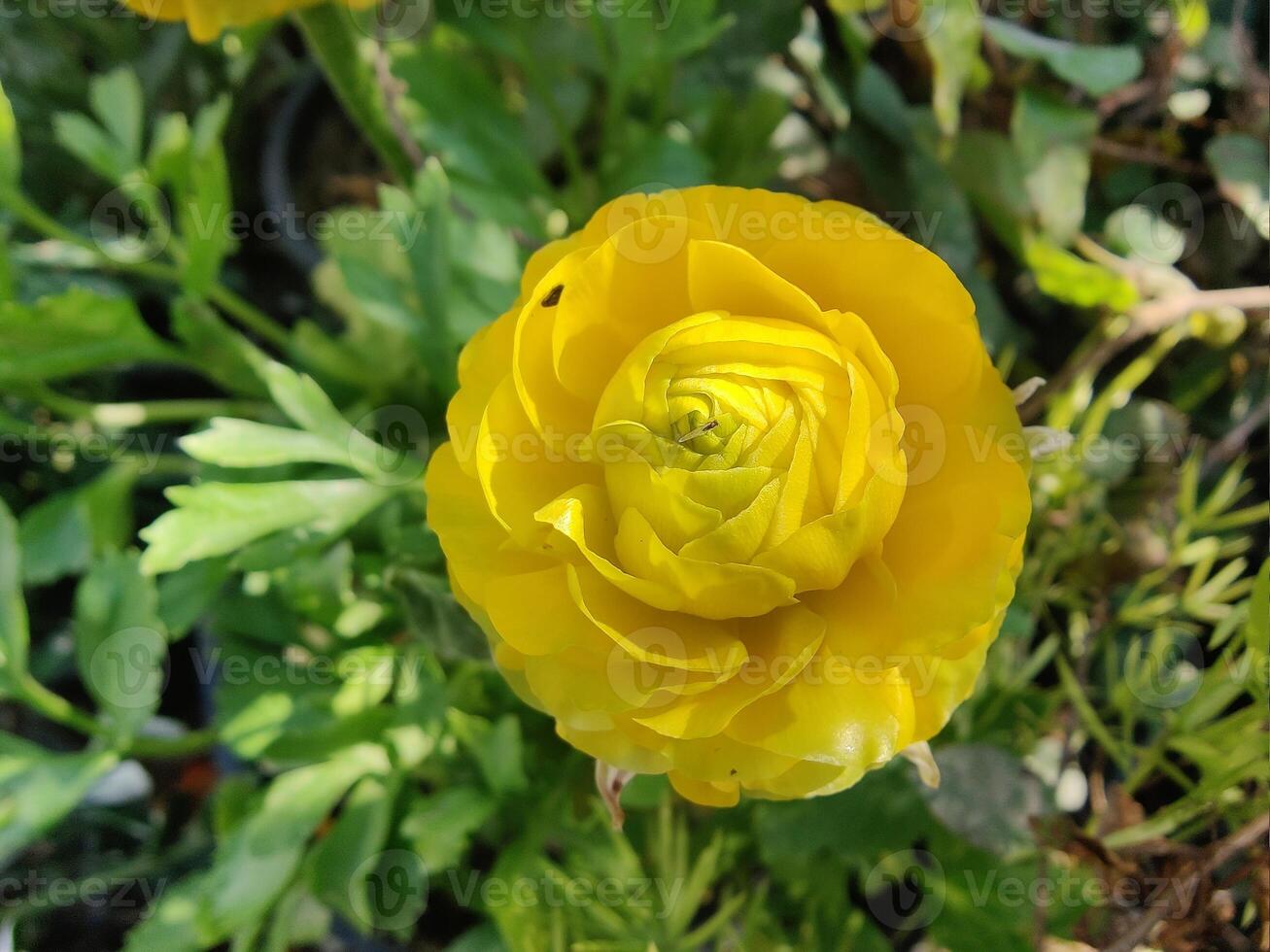 the Blooming Ranunculus Persian Buttercup blossoms glowing under daylight. photo