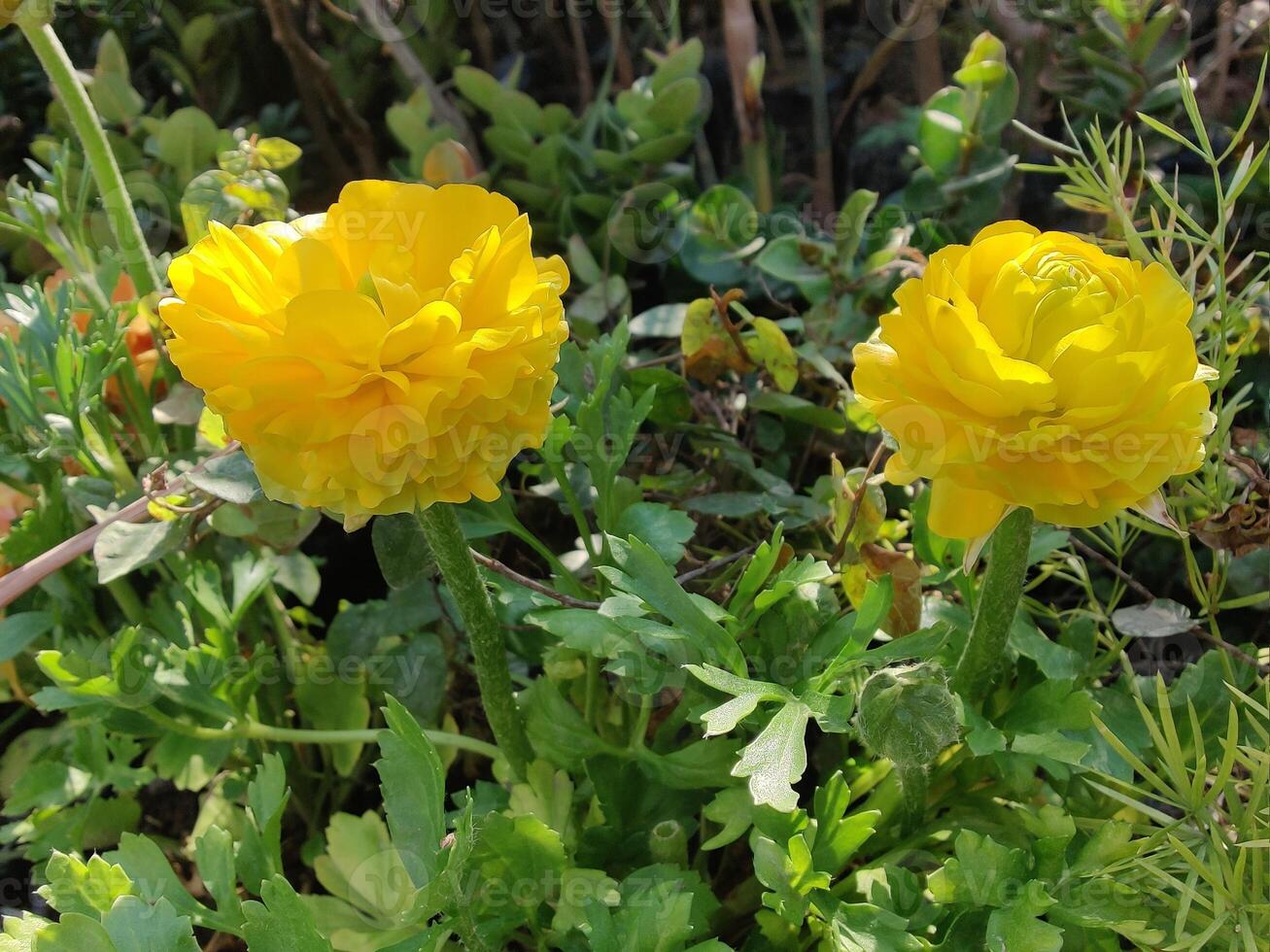 Ranunculus Persian Buttercup blooms freshly picked for floral artistry, photo