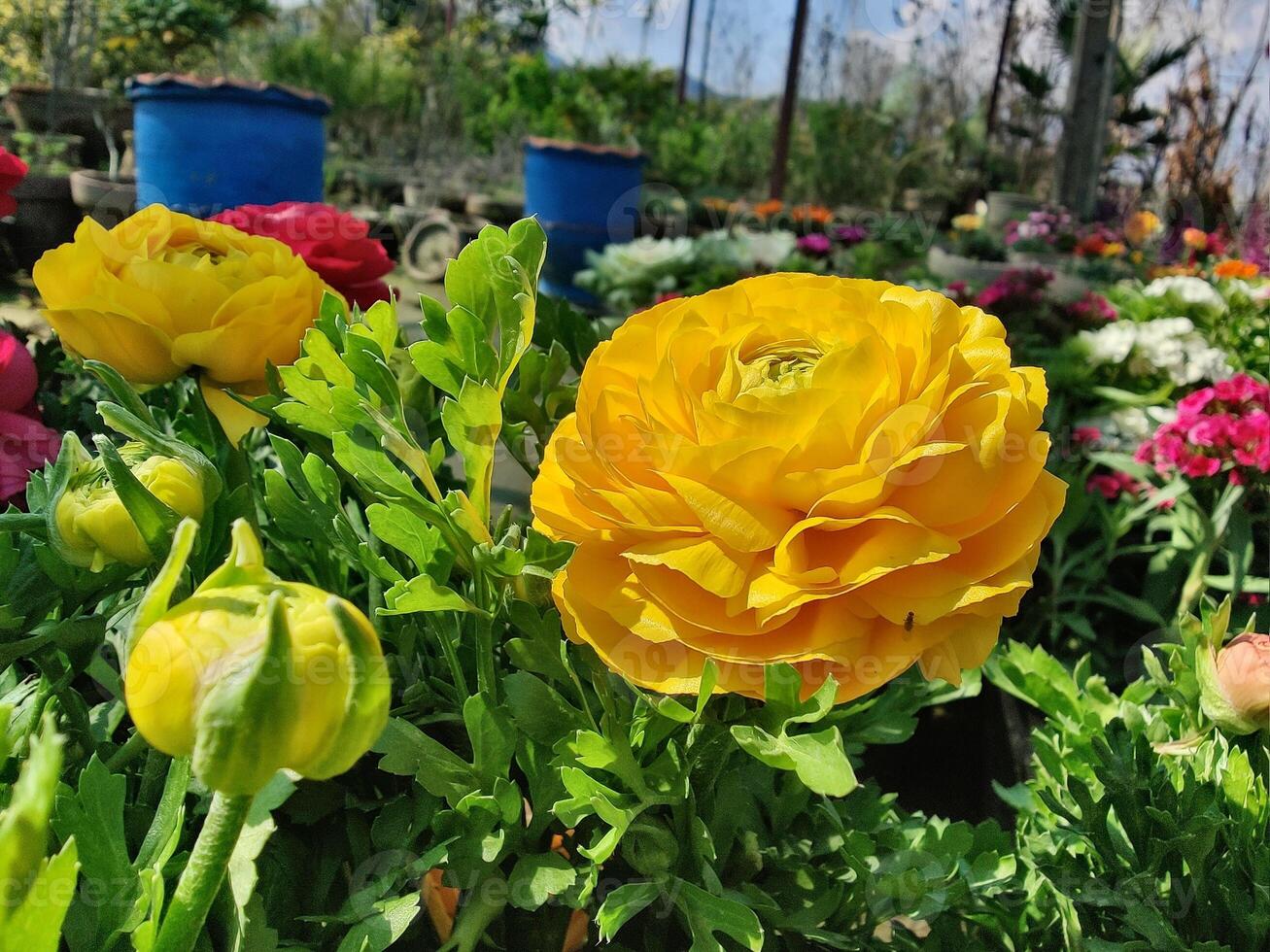 Garden featuring Ranunculus Persian Buttercup blossoms for nature lovers, photo