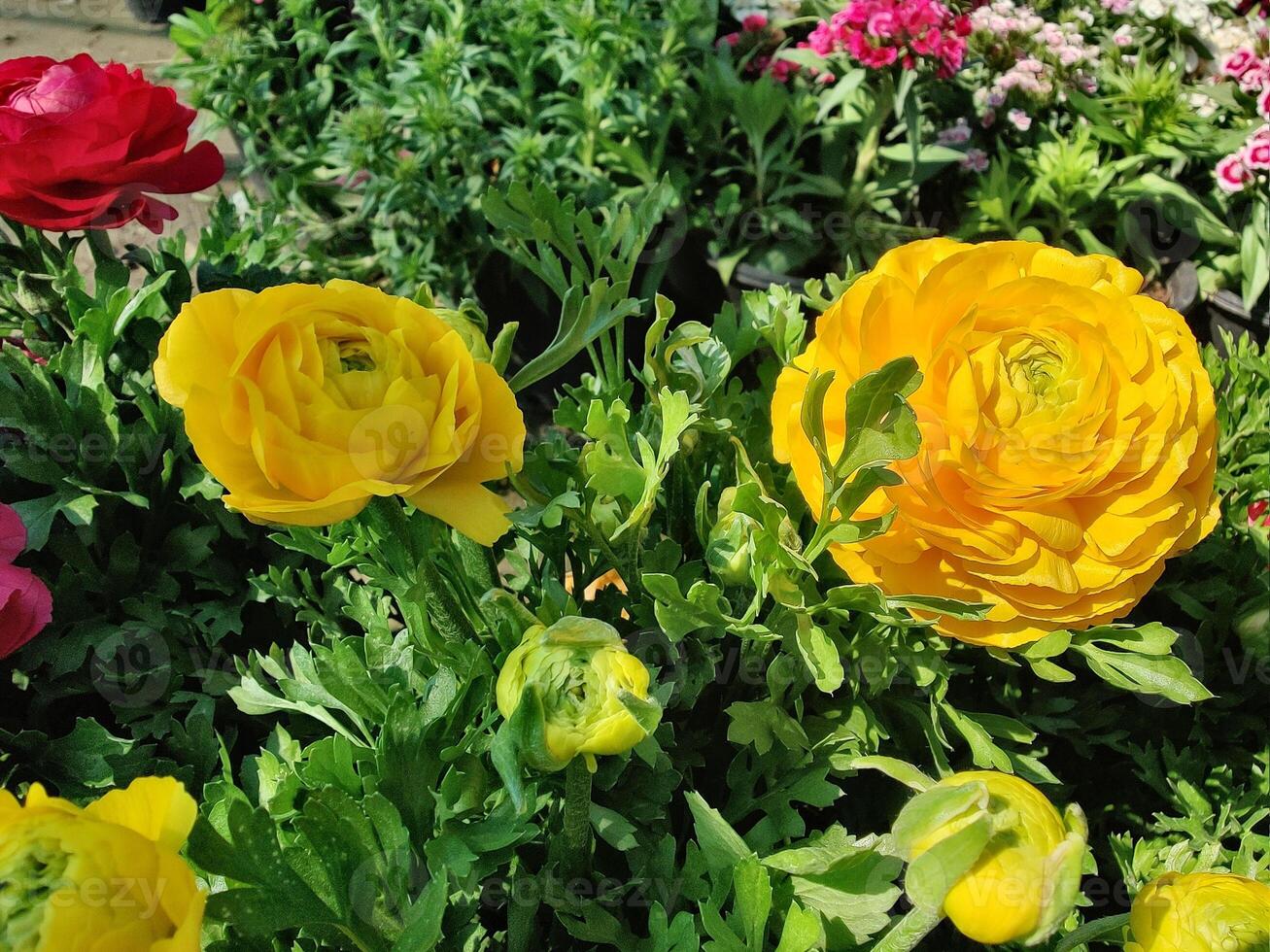 Ranunculus Persian Buttercup blossoms as the centerpiece of a garden view photo