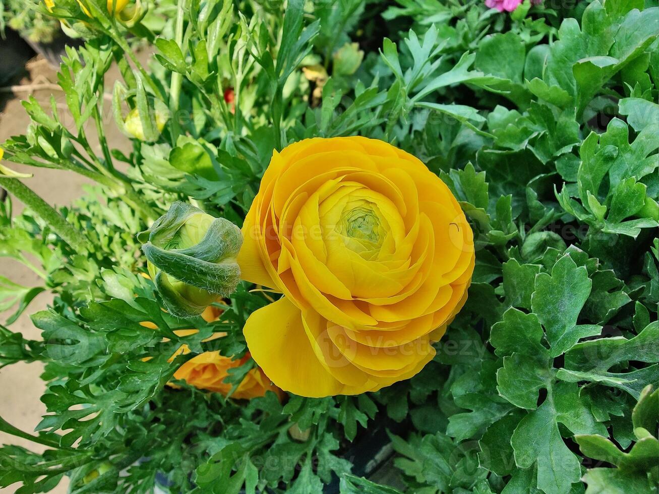 Artistic collection of Ranunculus Persian Buttercup blooms with lush foliage. photo