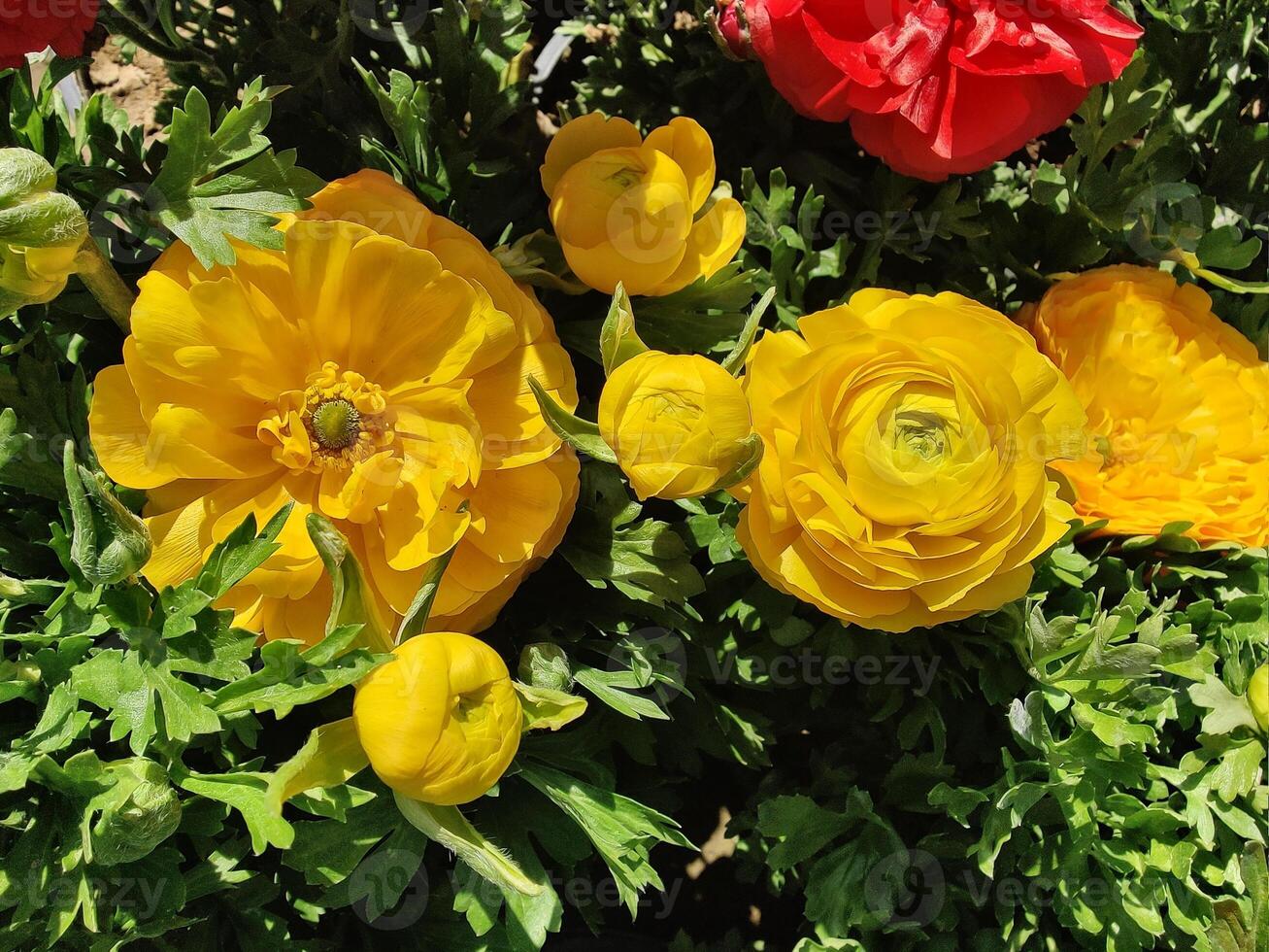 Captivating Ranunculus Persian Buttercup flowers under serene daylight. photo