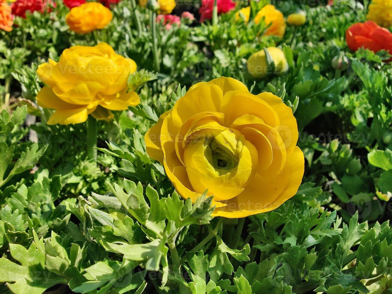 Perfect combination of Ranunculus Persian Buttercup flowers in bloom photo