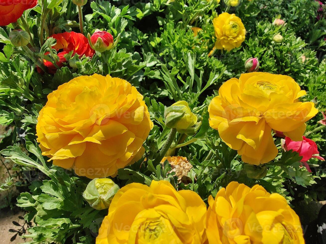 Perfect combination of Ranunculus Persian Buttercup flowers in bloom. photo