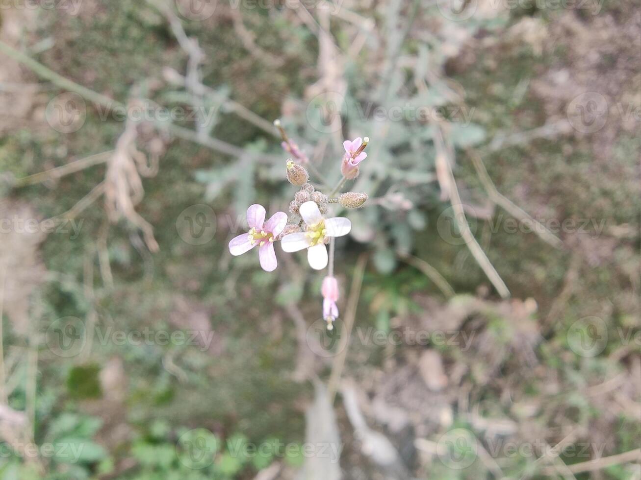 A small pink flower growing in the middle of a field photo