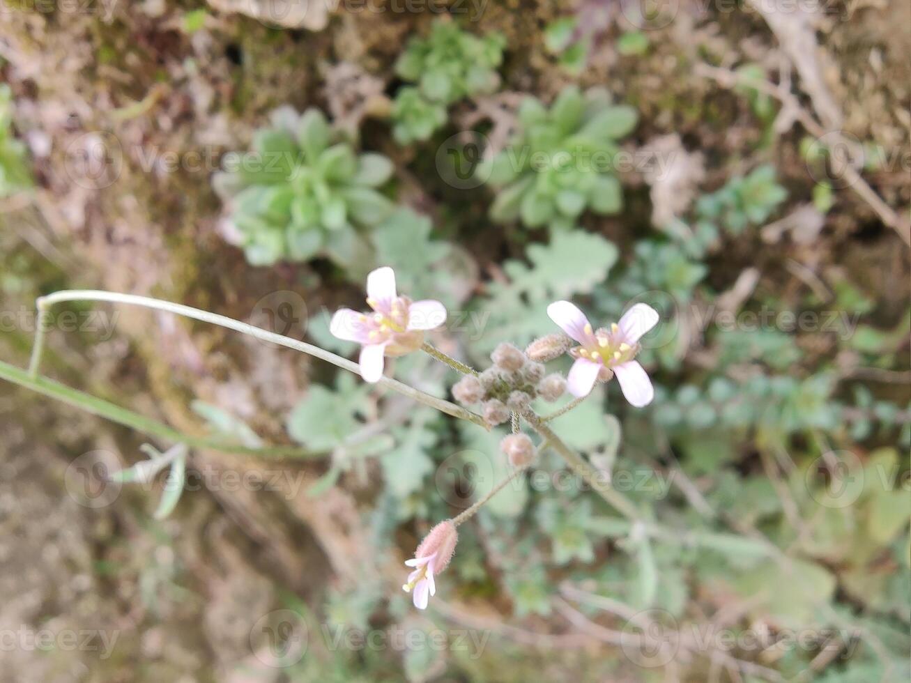 A small flower with small white flowers growing on a rock photo
