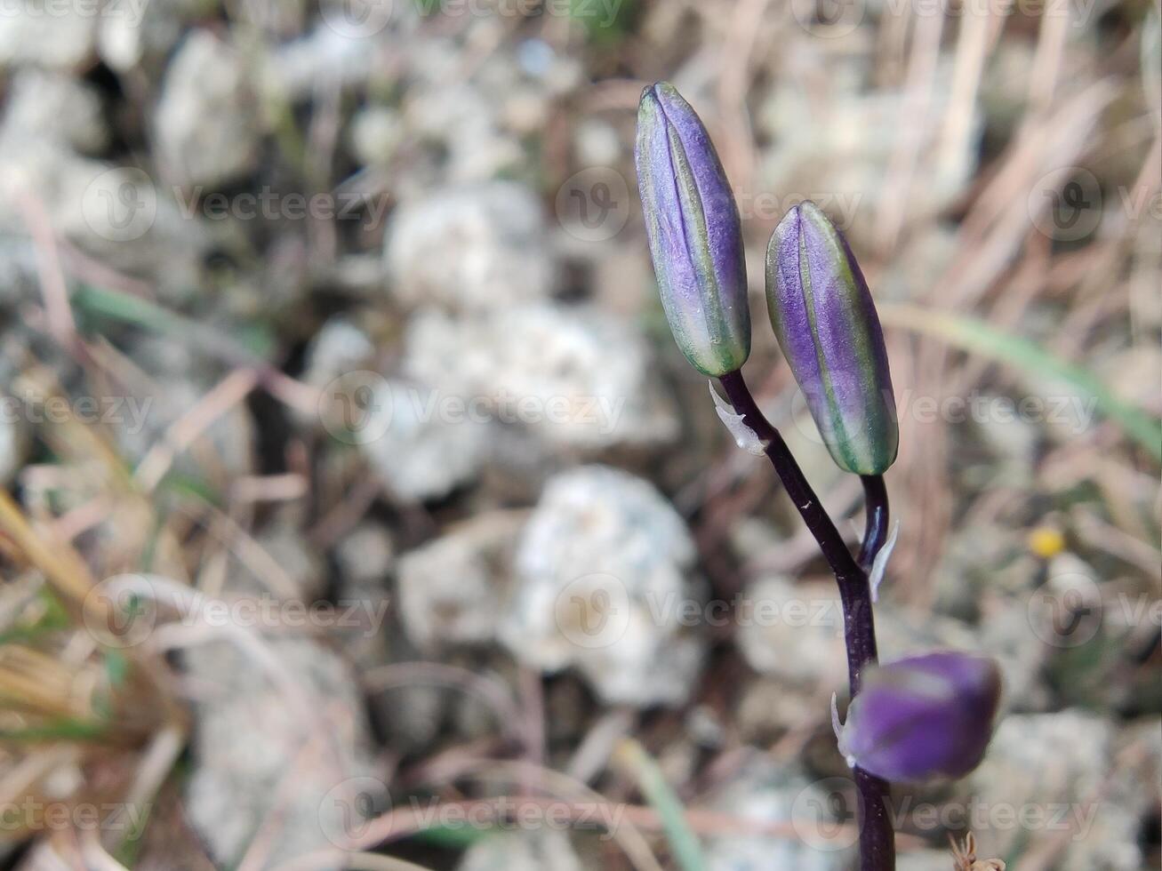 A purple flower bud is growing out of the ground photo
