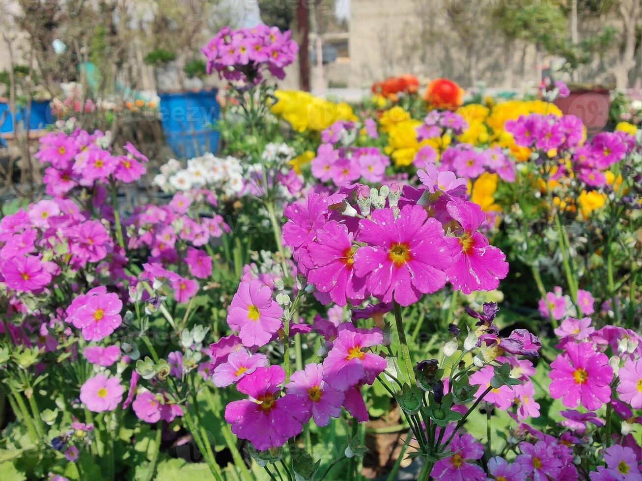 A flower garden with many different types of flowers photo