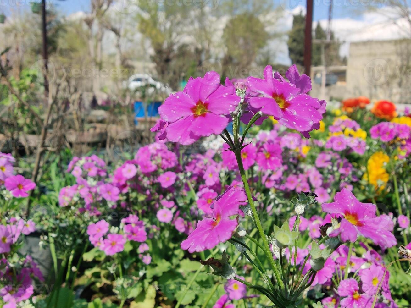 A garden full of purple flowers in a park photo