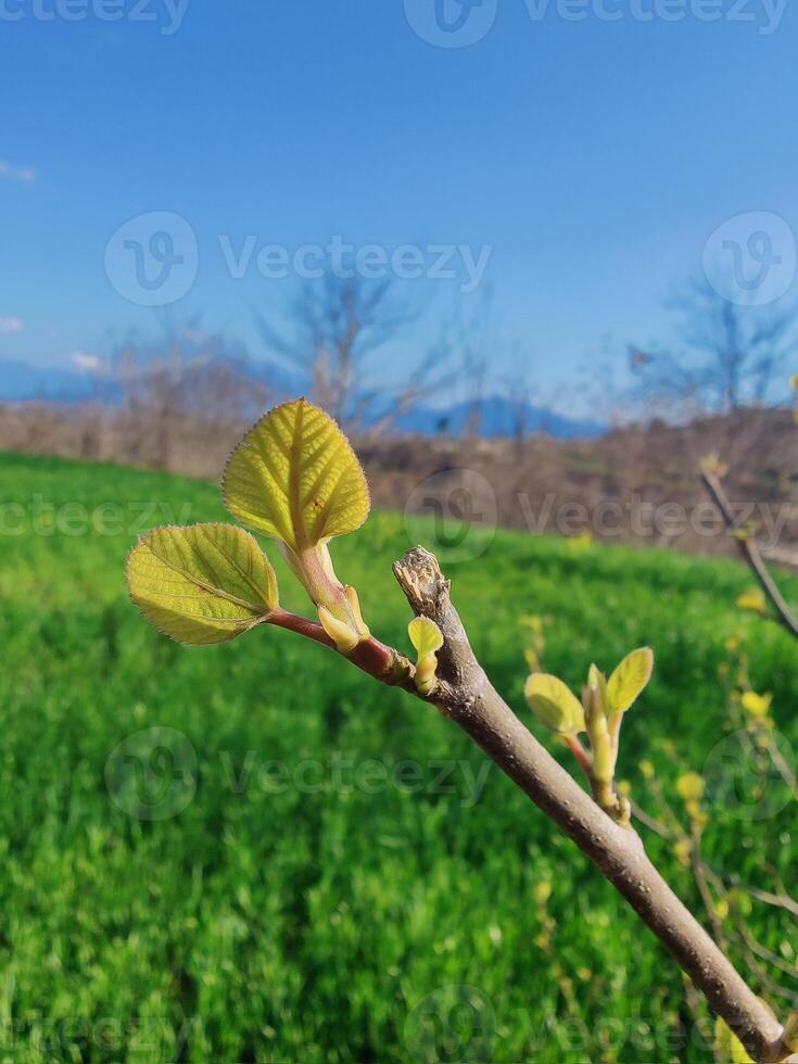 A tree branch with leaves on it in front of a green field photo