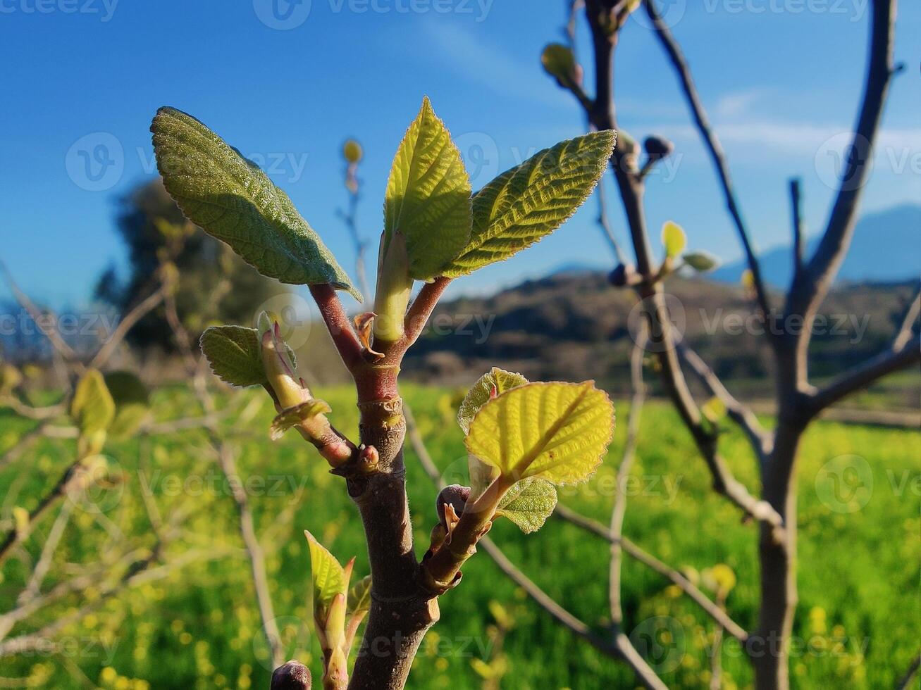 A tree branch with green leaves and a blue sky photo