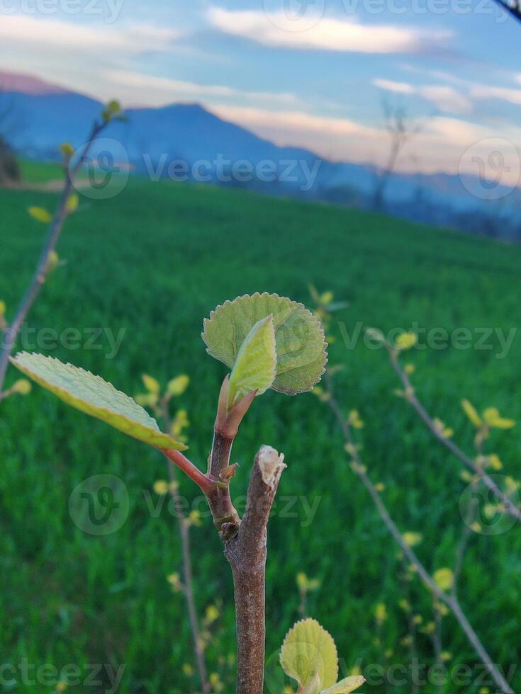 A tree branch with leaves growing on it photo