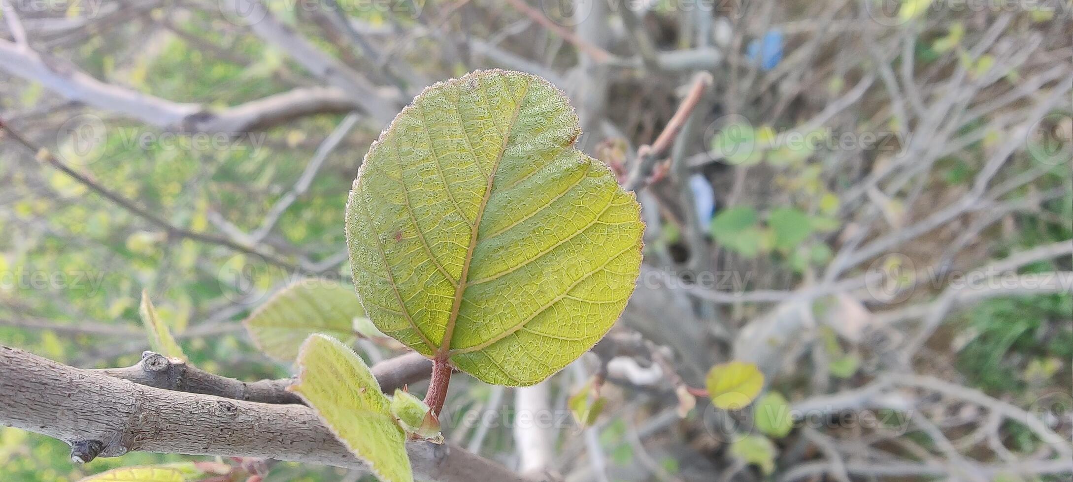 A leaf on a tree branch with some leaves photo