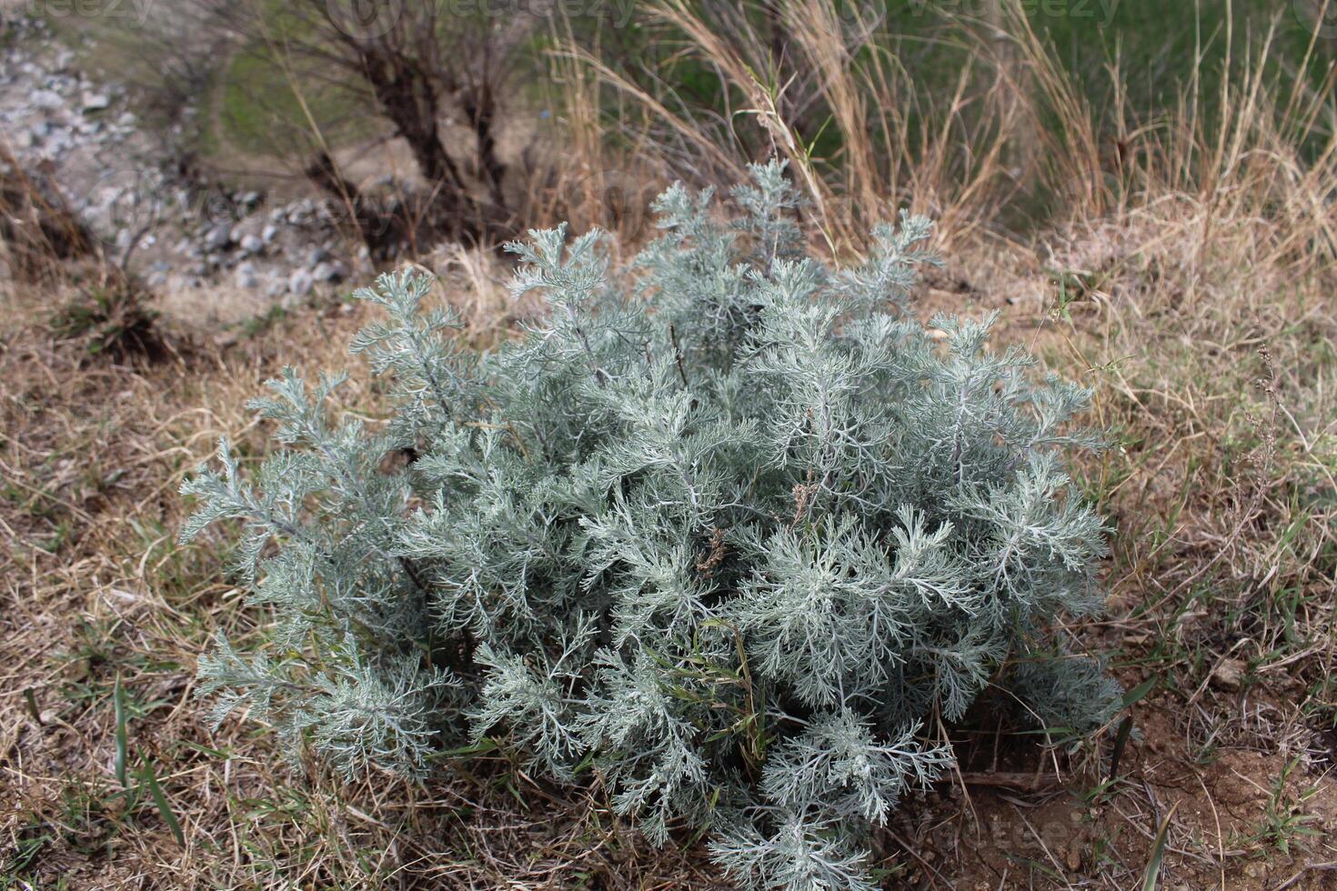 A plant with gray leaves growing in the grass photo