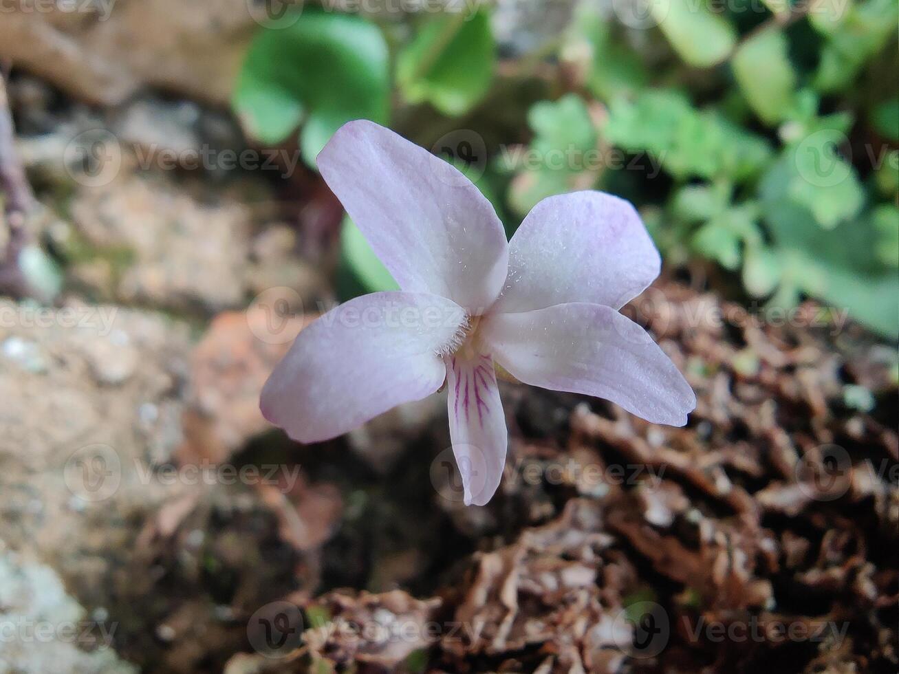 A small pink flower growing out of the ground photo