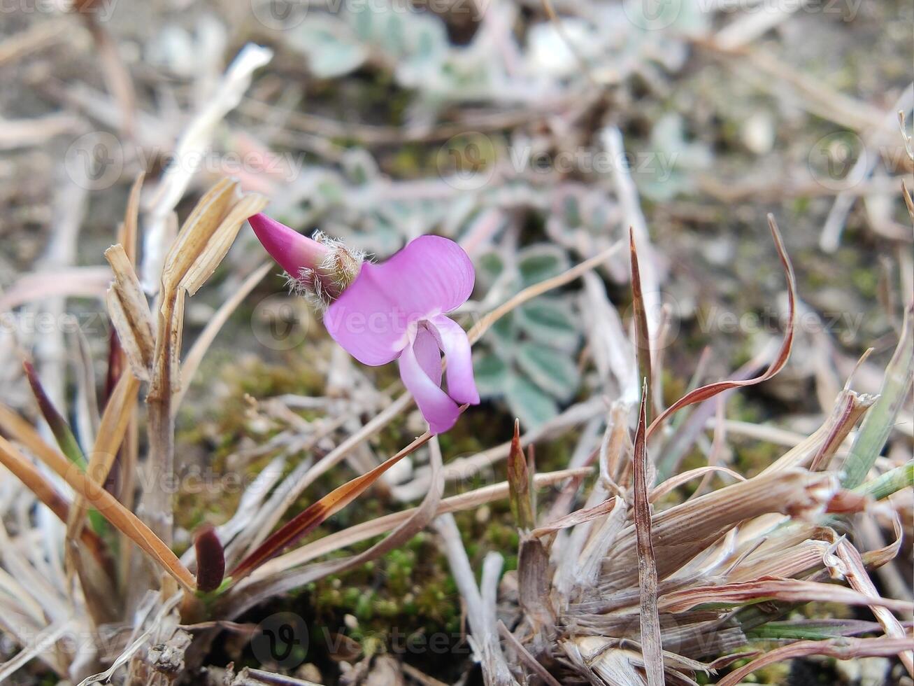 A small pink flower growing in the grass photo