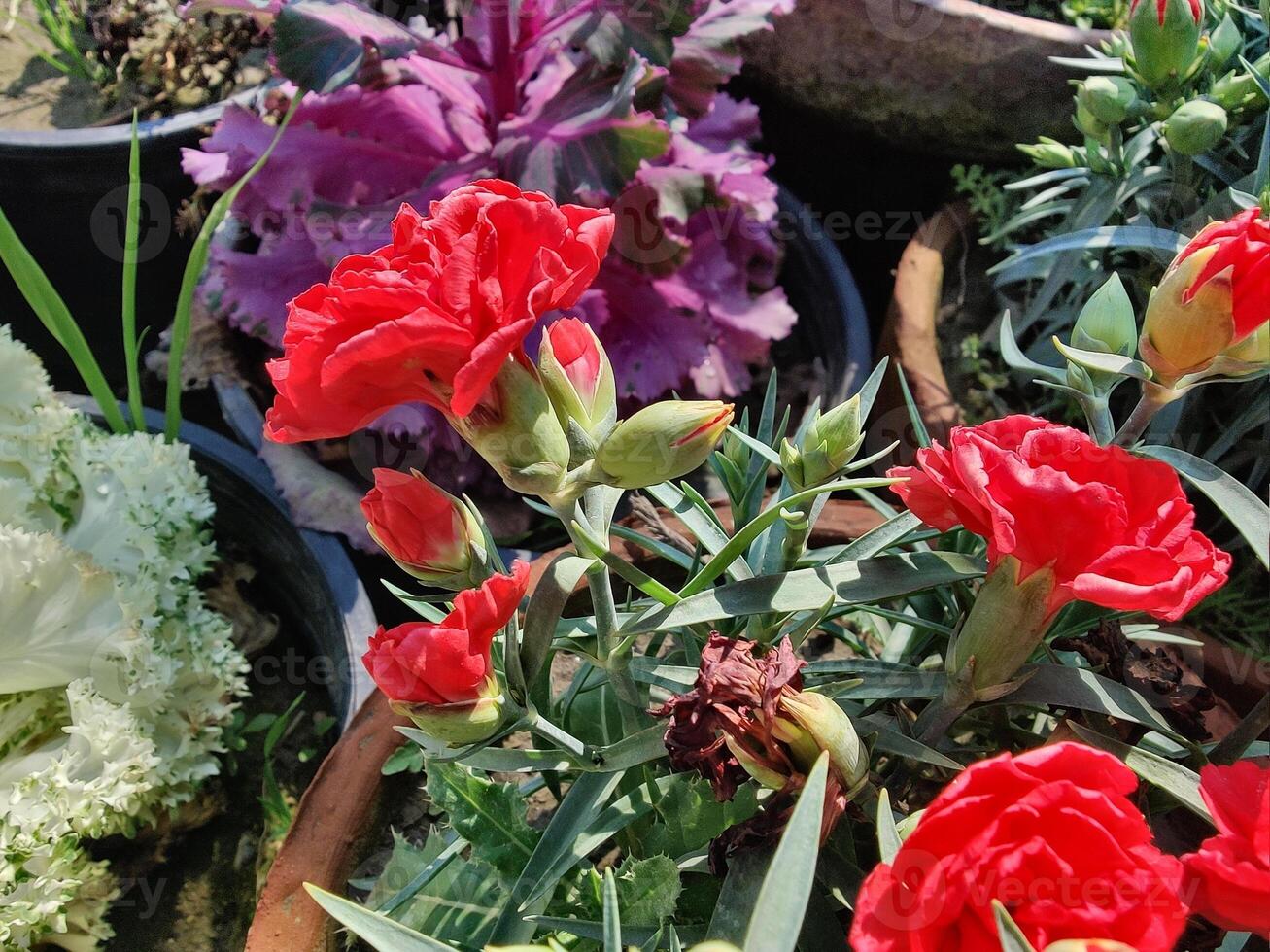 A group of red flowers in a pot photo