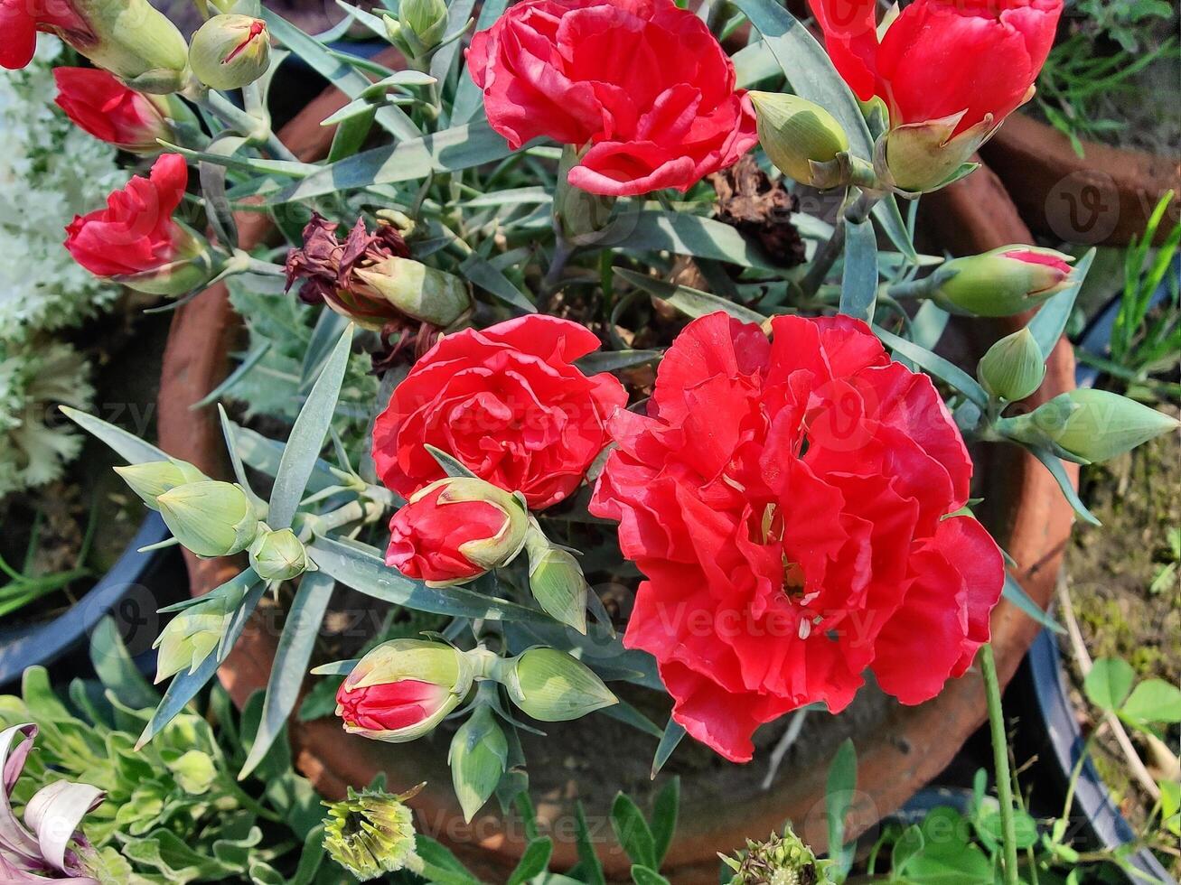 A pot of red flowers in a garden photo