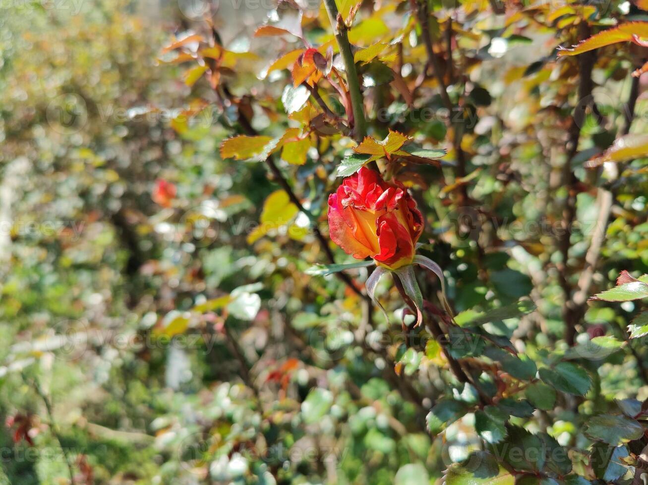 A red rose bud on a bush in the garden photo
