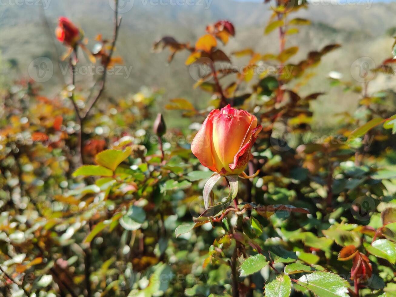 A rose in bloom with mountains in the background photo