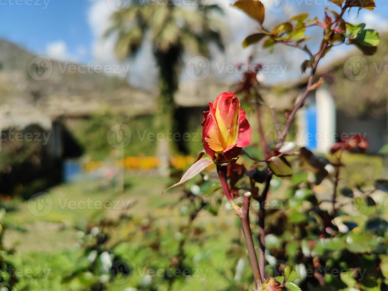 A rose in the garden photo