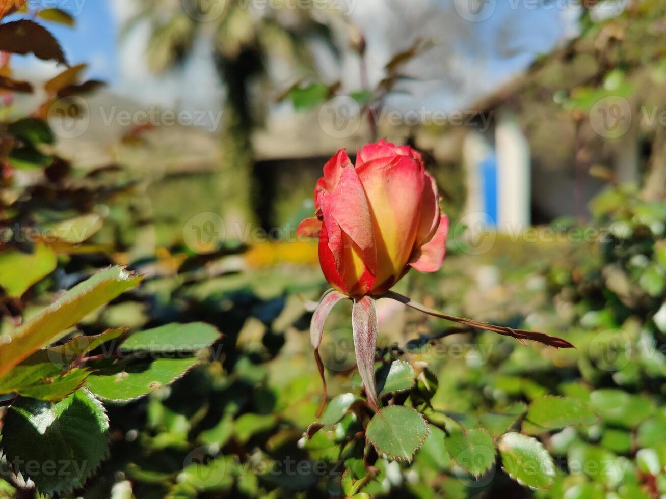 A rose in bloom in front of a house photo