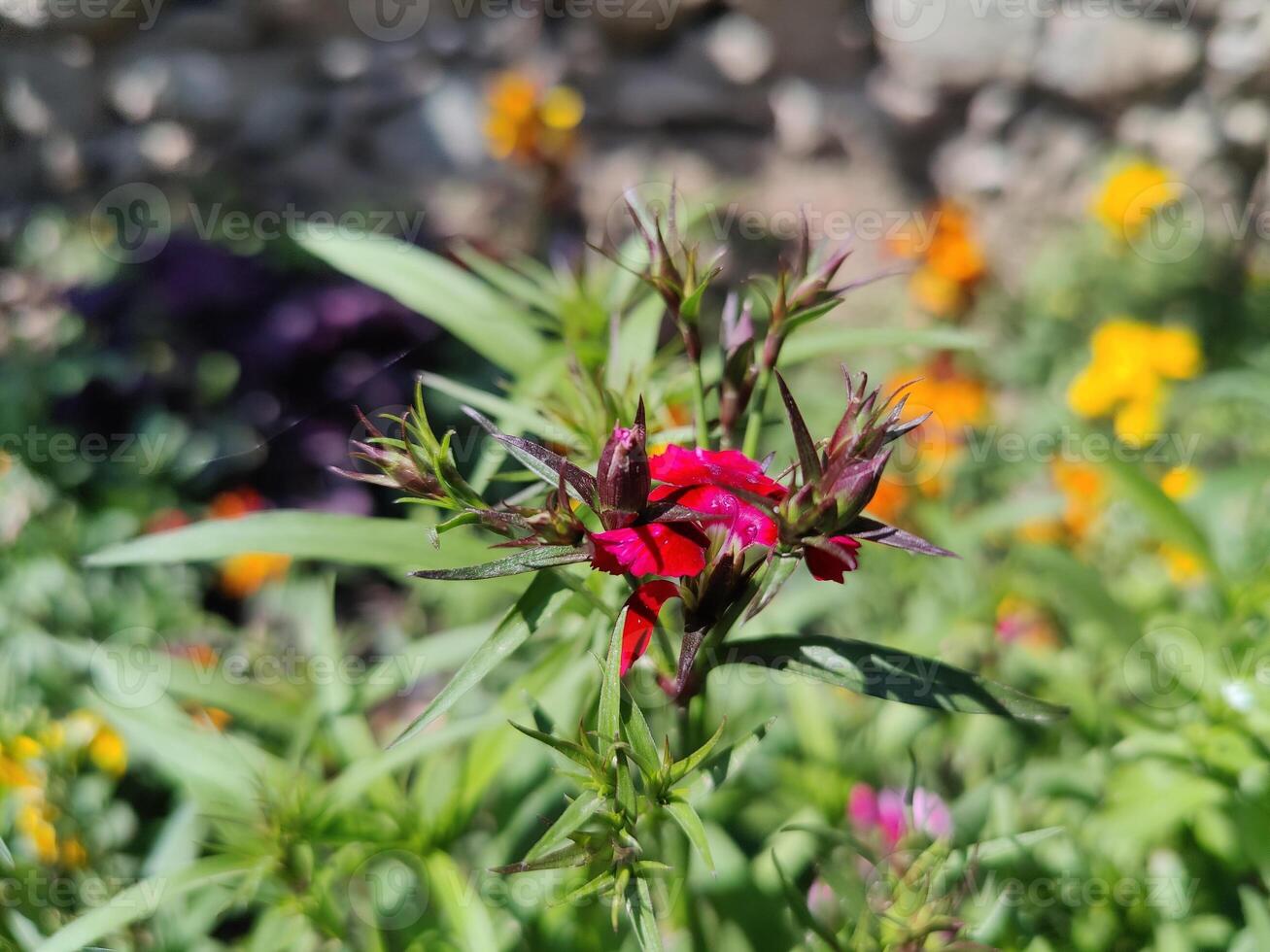 A red flower with purple and yellow flowers in the garden photo