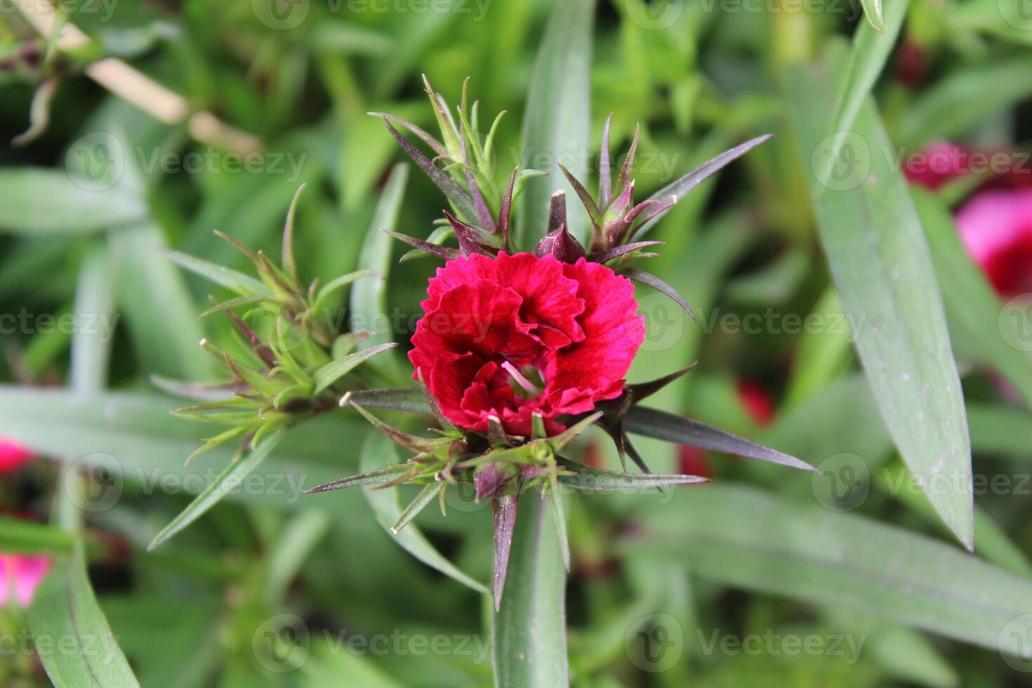 A red flower with green leaves photo