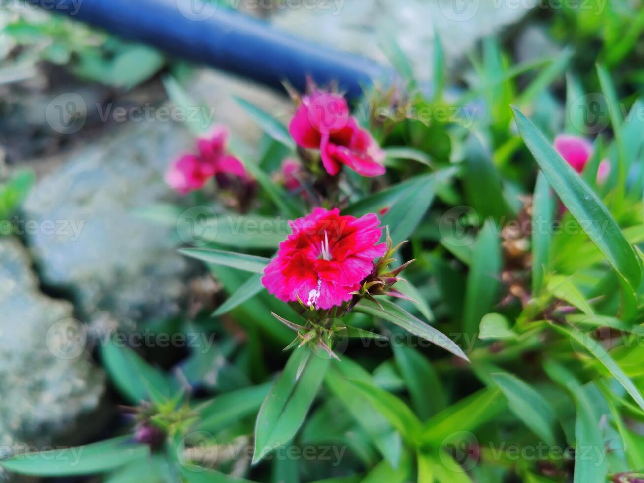 A close up of a pink flower in the grass photo