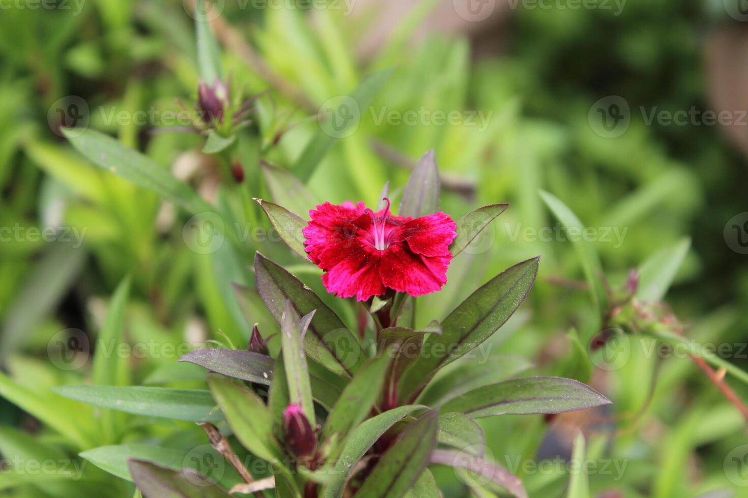 A single red flower is growing in a green plant photo