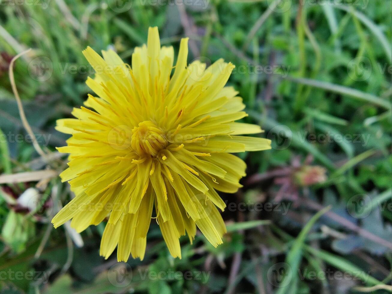 A yellow dandelion in the grass photo