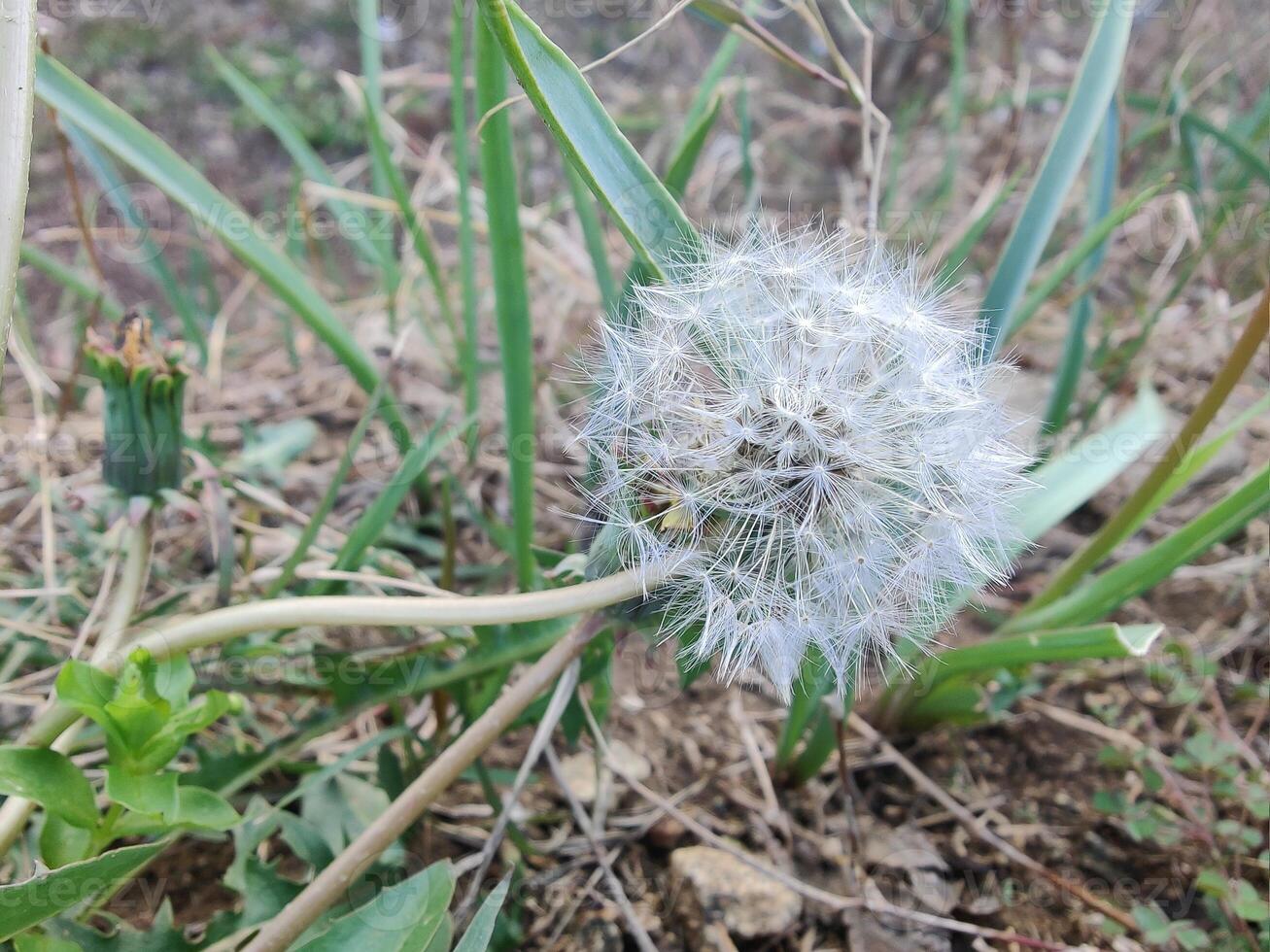 A dandelion with a white flower in the middle of the field photo