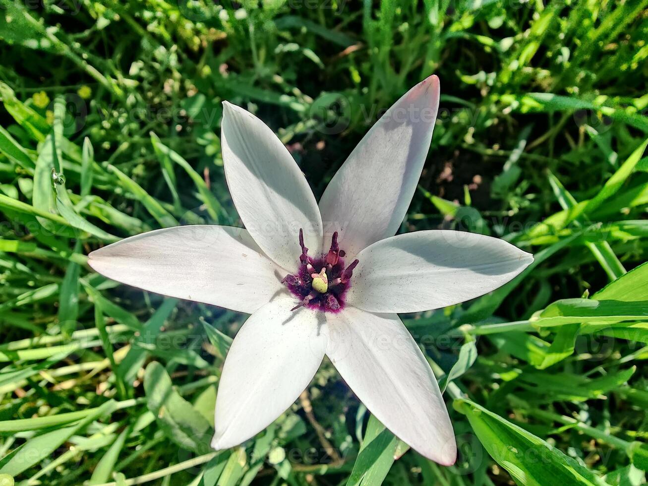 A white flower with a purple center in the grass photo