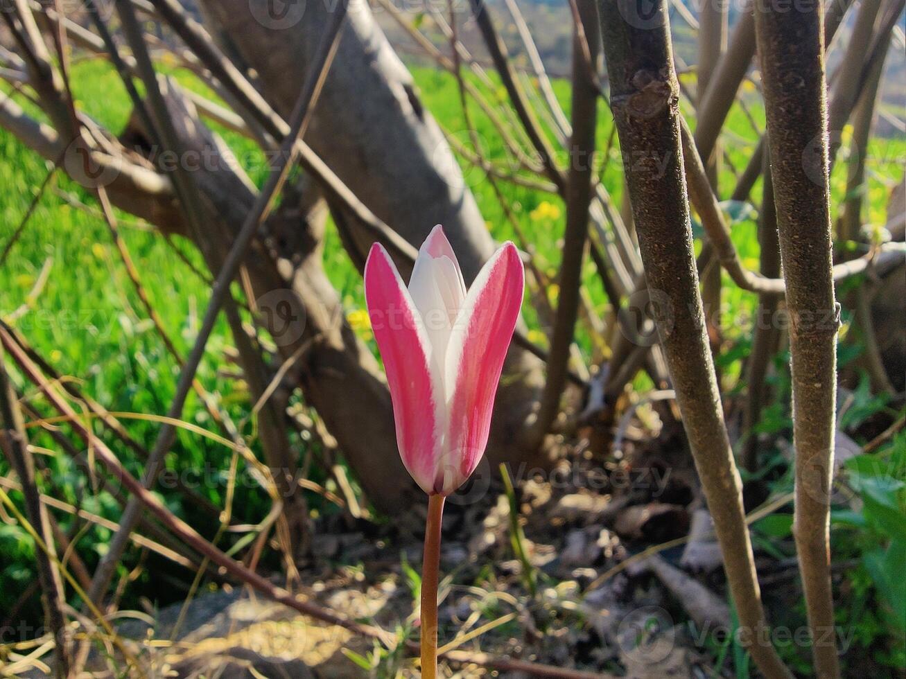 A single pink and white flower is growing in the grass photo