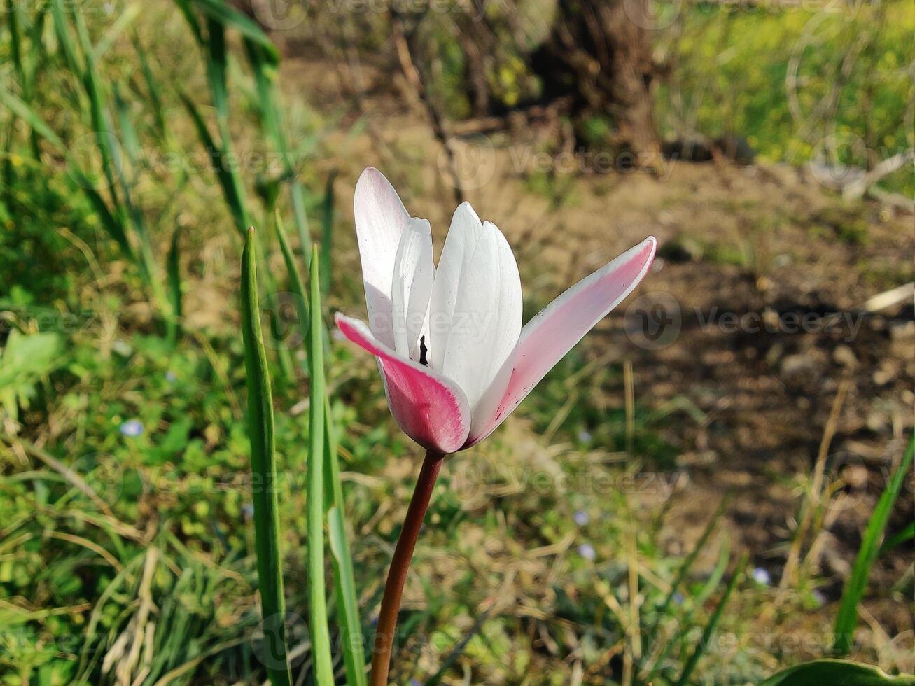 A single flower in a field of grass photo